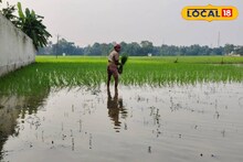 বর্ষার বৃষ্টিতে প্রাণ পেয়েছে জমি! 'সোনালি ফসল' ফলানোয় ব্যস্ত দাসপুরের কৃষকরা