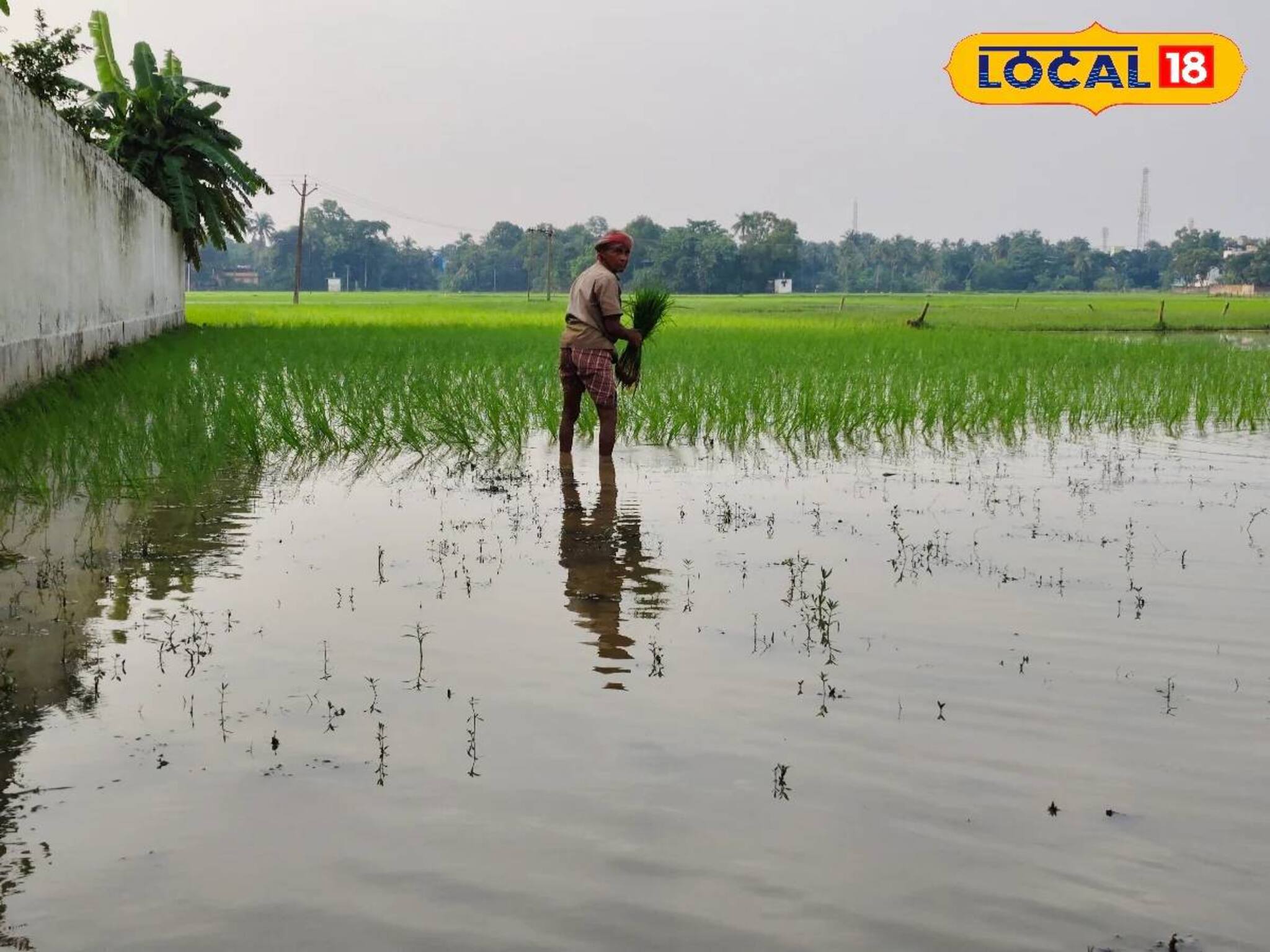বর্ষার বৃষ্টিতে প্রাণ পেয়েছে জমি! 'সোনালি ফসল' ফলানোয় ব্যস্ত দাসপুরের কৃষকরা