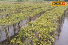সবজি ও মাছ চাষে বিরাট ধাক্কা, মাথা চাপড়ানো ছাড়া উপায় নেই