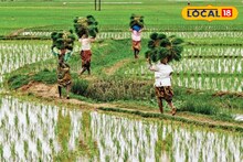 অল্প জমিতেই ফলনের বাড়বাড়ন্ত, লাভের অঙ্ক 'দ্বিগুণ'! কীভাবে জানুন