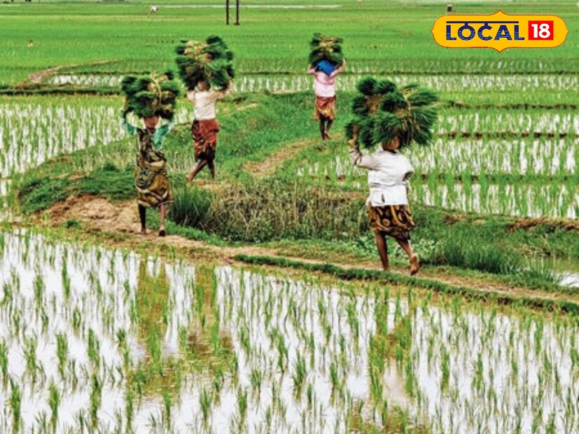 ধান চাষ করে মেলে না লাভ। তাই পুজোর আগে বিকল্প আয়ের পথ খোঁজেন চাষিরা। চলতি মরশুমে দামও পাচ্ছে বেশ। প্রয়োজন মত সামান্য ধান চাষ করে বাকি ধান চাষের জমিতে এই একটি ফুলের চাষ করে পুজোর আগে বেশ ভাল দাম পাচ্ছেন কৃষকেরা।