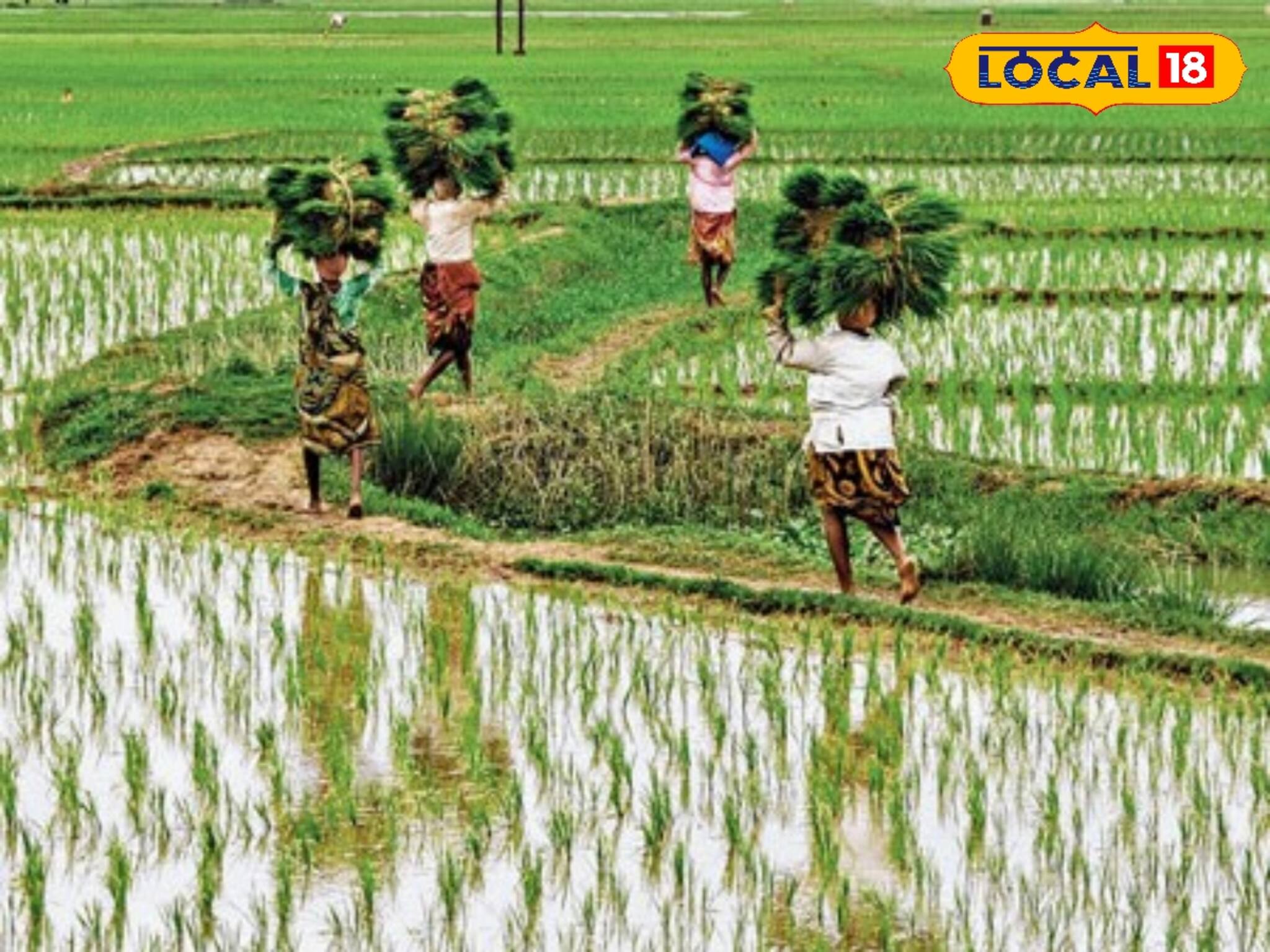 অল্প জমিতেই ফলনের বাড়বাড়ন্ত, লাভের অঙ্ক 'দ্বিগুণ'! কীভাবে জানুন