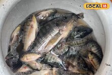 বাড়ির উঠোনে জমা জলে কিলবিল করছে জ্যান্ত মাছ! পেট পুরে খাচ্ছে এলাকাবাসী