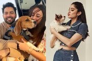 'ওরা আমাদের হৃদস্পন্দন!' পথকুকুরদের নিয়ে সুপ্রিম কোর্টের রায়ের চরম নিন্দা করলেন তারকারা