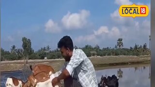 গাছের পাতা খাওয়ার অভিযোগে ছাগল পিটিয়ে হত্যা গাছের পাতা খাওয়ার অভিযোগে ছাগল পিটিয়ে হত্যা