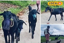 মাস্ক পরে রাস্তায় ঘুরছে ছাগল! পুরুলিয়ায় হচ্ছেটা কী? জানুন পুরো ঘটনা