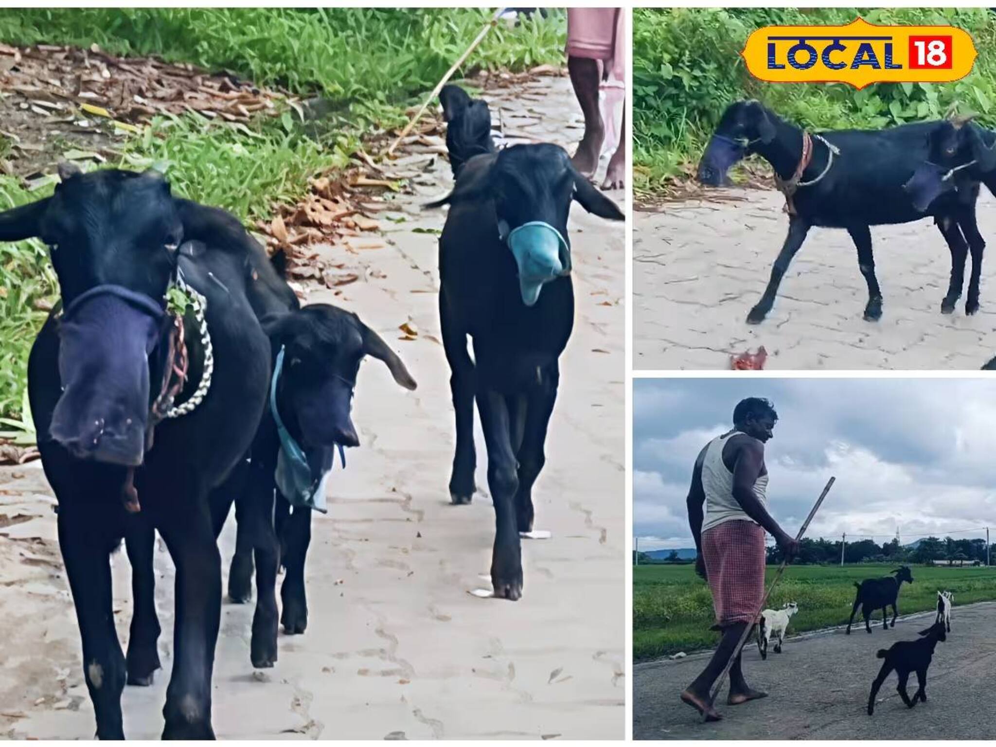 মাস্ক পরে রাস্তায় ঘুরছে ছাগল! পুরুলিয়ায় হচ্ছেটা কী? জানুন পুরো ঘটনা