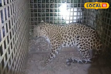 সপরিবারে ধরা পড়ল খাঁচায়, তাদের আতঙ্কে তটস্থ হয়েছিল এলাকাবাসী সপরিবারে ধরা পড়ল খাঁচায়, তাদের আতঙ্কে তটস্থ হয়েছিল এলাকাবাসী