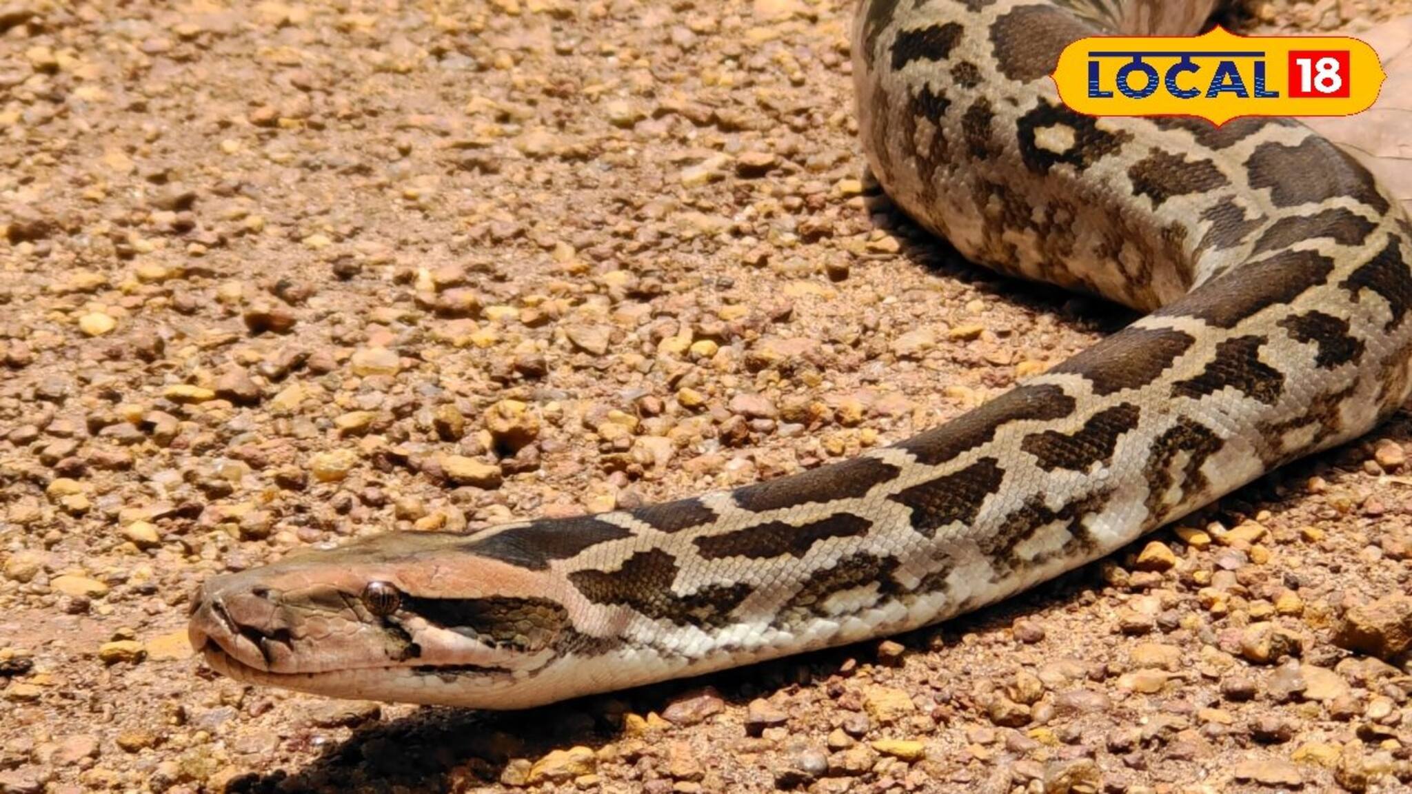 বক্রেশ্বর তাপবিদ্যুৎ কেন্দ্রের গাছতলায় রাতের ‘অতিথি’! আঁধারে ধরা পড়ল ওটা কী?