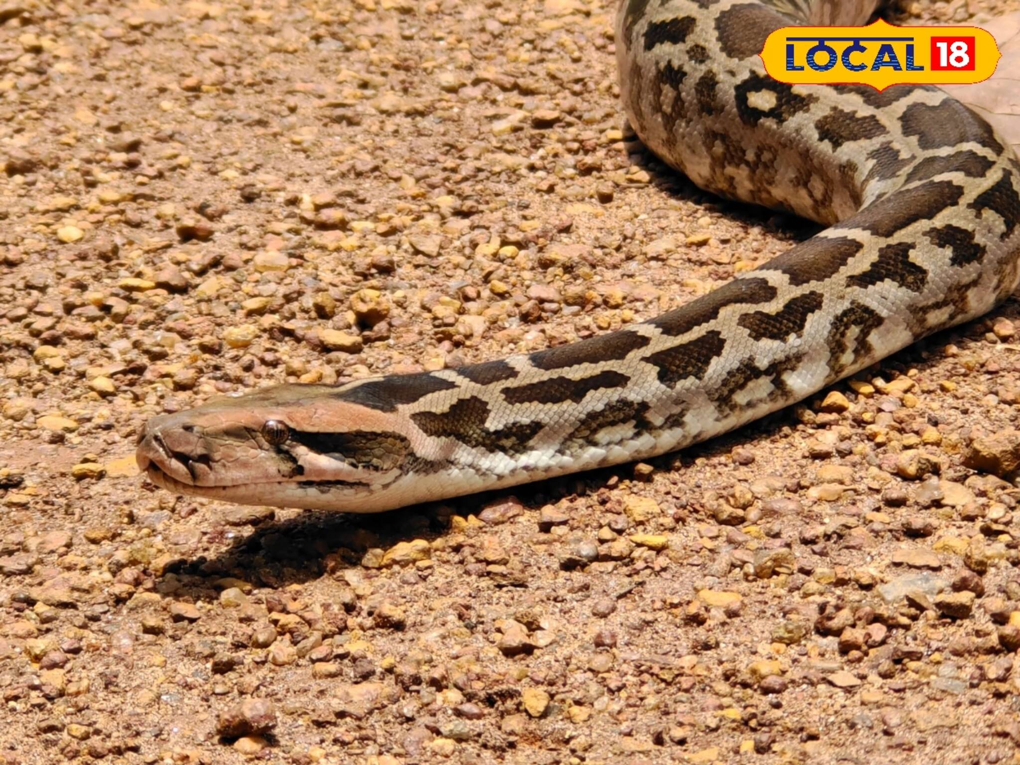 বক্রেশ্বর তাপবিদ্যুৎ কেন্দ্রের গাছতলায় রাতের ‘অতিথি’! আঁধারে ধরা পড়ল ওটা কী?