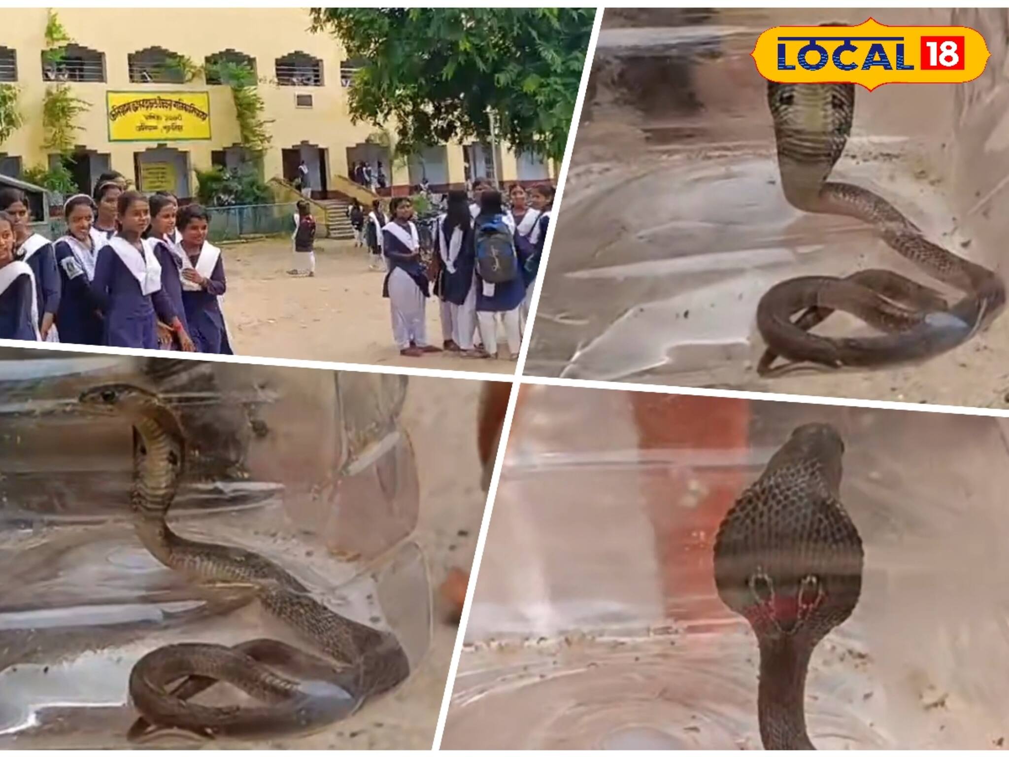 ফোঁস ফোঁস শব্দ! স্কুলের মধ্যে ঘাপটি মেরে ছিল বিষধর গোখরো, কাছে যেতেই...! তারপর যা ঘটল