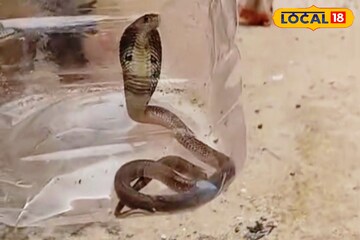 ফোঁস ফোঁস শব্দ! স্কুলের মধ্যে ঘাপটি মেরে ছিল বিষধর গোখরো, কাছে যেতেই...! তারপর যা ঘটল ফোঁস ফোঁস শব্দ! স্কুলের মধ্যে ঘাপটি মেরে ছিল বিষধর গোখরো, কাছে যেতেই...! তারপর যা ঘটল