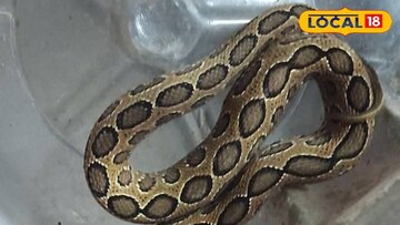 বনদফতরফে