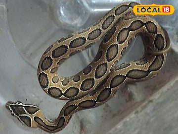 Safety Tips From Snakes: কিলবিল করছে সাপ, কোথায় কোথায় লুকিয়ে রাজারহাট-নিউটাউনে, কীভাবে বাঁচাবেন রইল টিপস