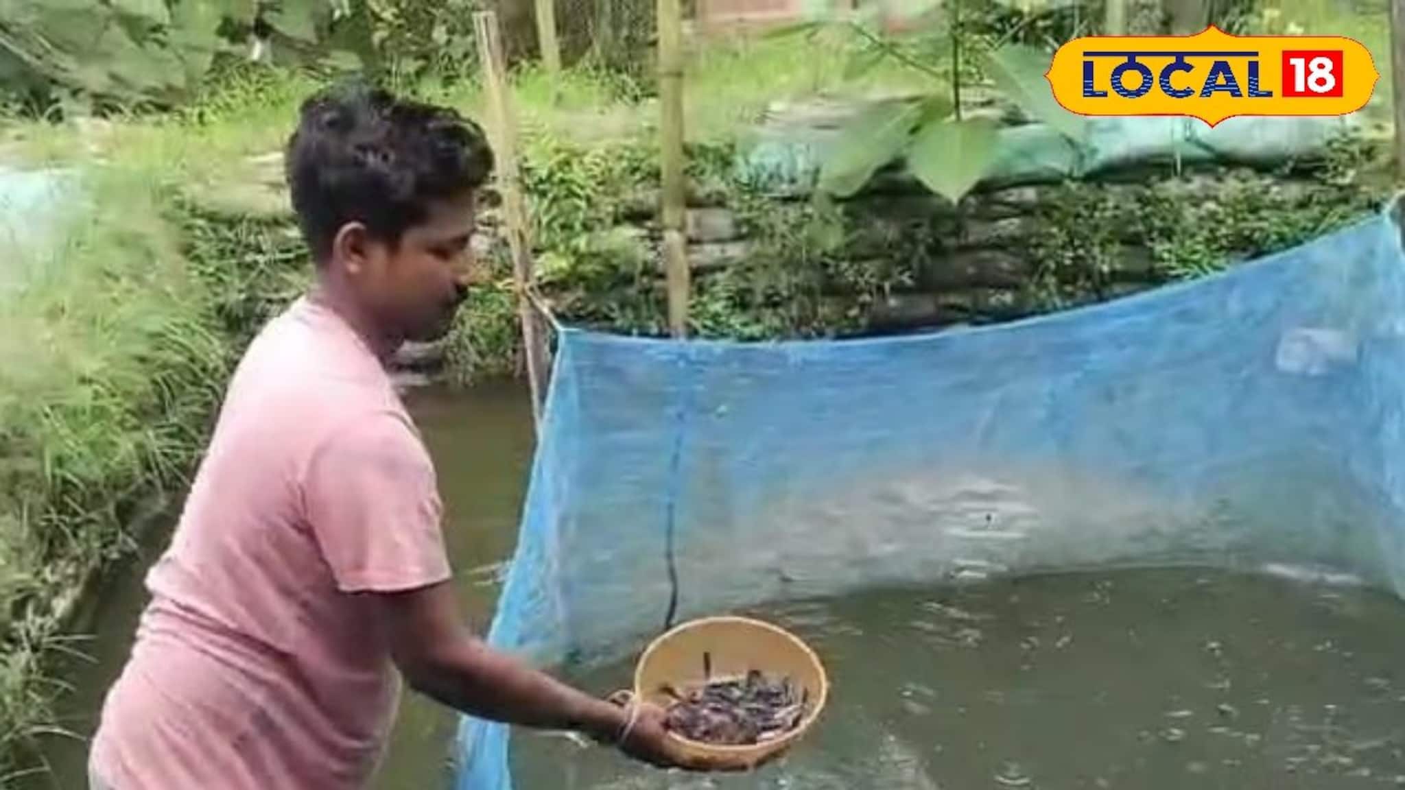 দেশি মাগুর চাষ করে বিপুল লাভ ! দেখে নিন কীভাবে ?