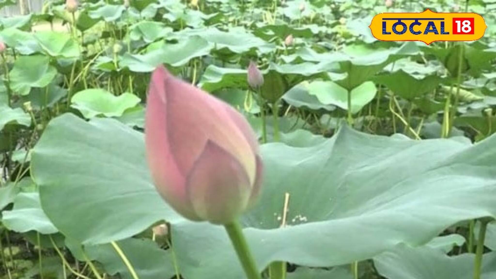 Padma From Birbhum To Bengaluru: সামনেই দুর্গাপুজো-লক্ষ্মীপুজো, পদ্মফুল লাগবে হাজার-হাজার, এই জেলা থেকে বেঙ্গালুরু পাড়ি জমাচ্ছে, দাম কত জানেন