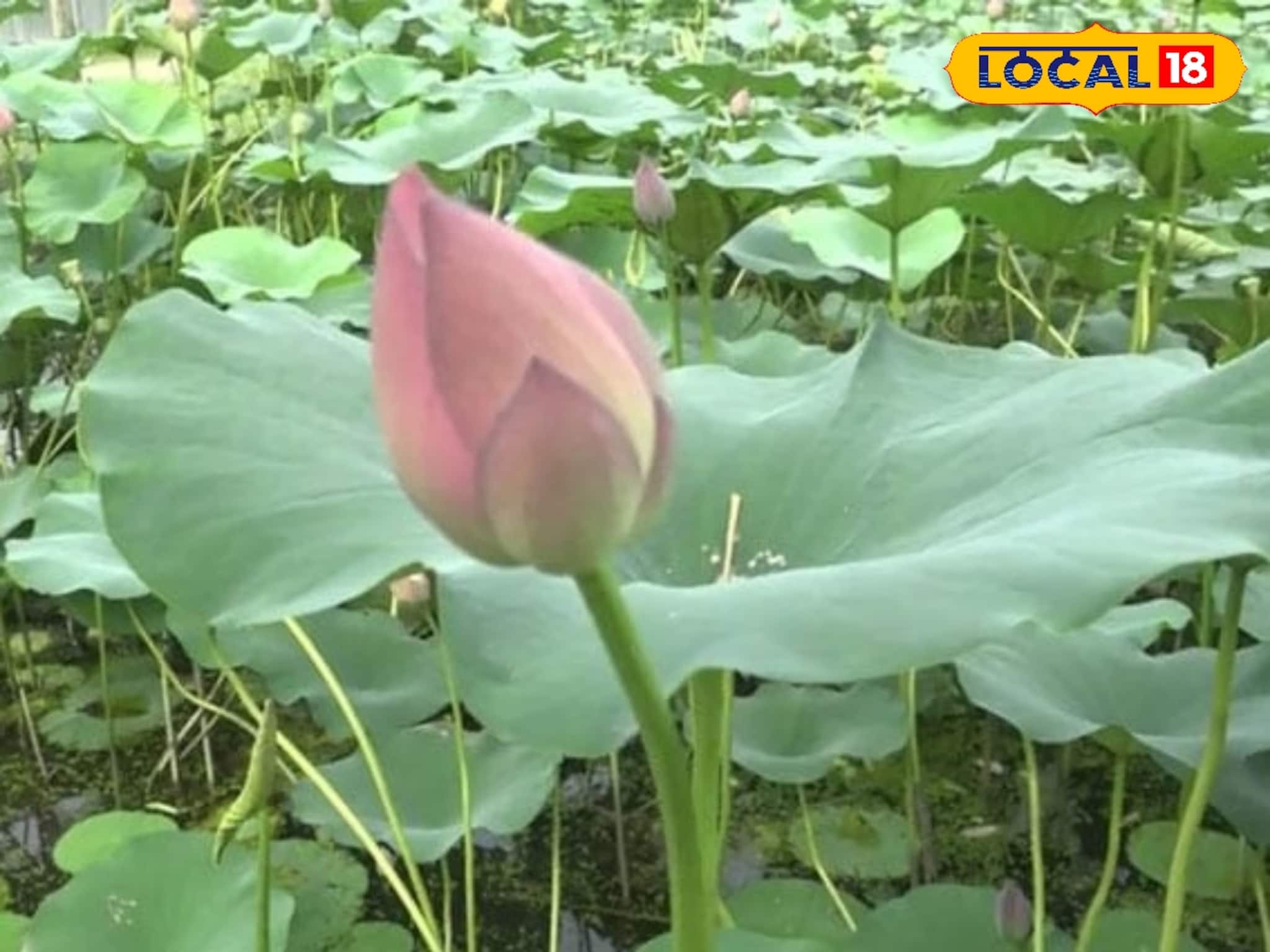 পদ্মফুল লাগবে হাজার-হাজার, এই জেলা থেকে বেঙ্গালুরু পাড়ি জমাচ্ছে, দাম কত জানেন