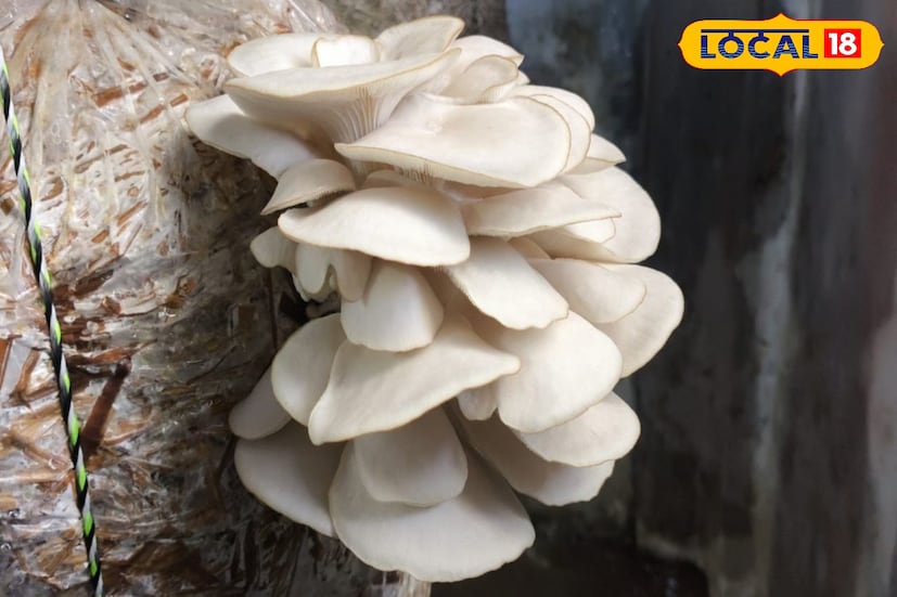 প্রথমত আমন ধানের খড়কে স্টেরিলাইজ করে, সামান্য আদ্রতা বজায় রেখে ঘরটাকে শুকিয়ে নেওয়া হয়। এরপর মাশরুমের বীজ লাগিয়ে পলিথিনের ব্যাগ বন্দি করে দিলেই, ১৫ দিন পর থেকে জল দেওয়া আরম্ভ করলেই শুরু হয়ে যায় মাশরুম প্রোডাকশন।