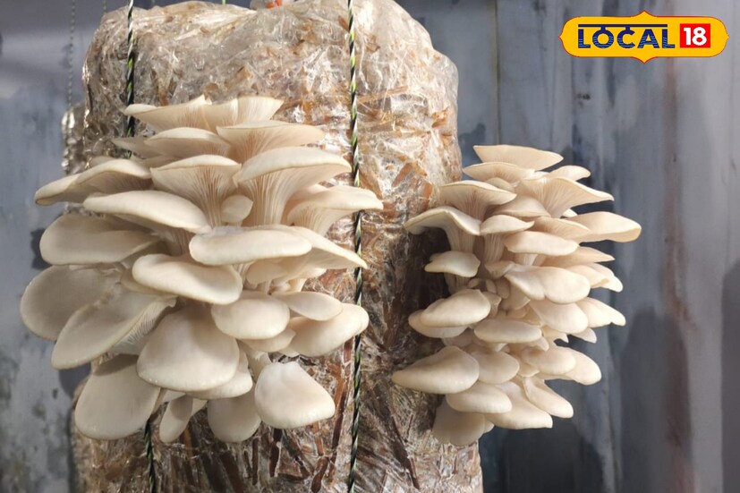 প্রধান শিক্ষক চন্দন দত্ত জানান, প্রায় ৩০ টি বেড ওয়েস্টার মাশরুমের চাষ করছি। এবং সেই মাশরুমগুলিকে ব্যবহার করা হচ্ছে শিশুদের মিড ডে মিলে।