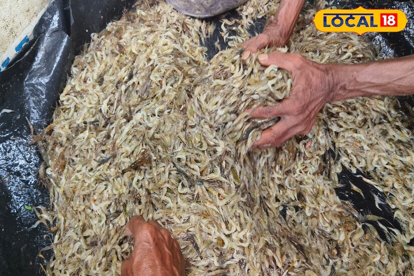 দুর্গাপুর ব্যারেজের বিখ্যাত মাছ ছিল কালো রঙের দেড় হাত দাঁড়ওয়ালা গলদা চিংড়ি। যা আজ বিলুপ্তির পথে। তবে কুচো চিংড়ির বাজার গলদার থেকে কোনও ক্ষেত্রে কম যায়না বলে দাবি মৎস্যজীবীদের।
