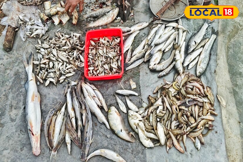 তবে দুর্গাপুরের থেকে এই মাছের চাহিদা ভিন জেলায় অনেক বেশি থাকায় দুর্গাপুরের বাজার গুলিতে খুব একটা মেলে না নদের এই চিংড়ি।