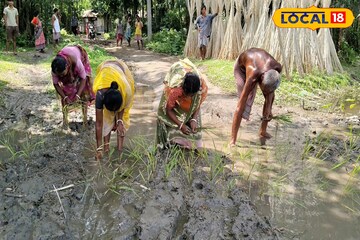 রাস্তায় ধানের চারা রোপণেও সুরাহা অধরা! ৩০ বছরের যন্ত্রণার মূলে কী জানেন?