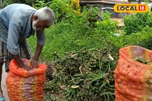 সুপারি বিক্রিতে মাইক্রো বিজনেস মডেল, কৃষকদের পাশাপাশি লাভের মুখ দেখছেন ব্যবসায়ীরাও