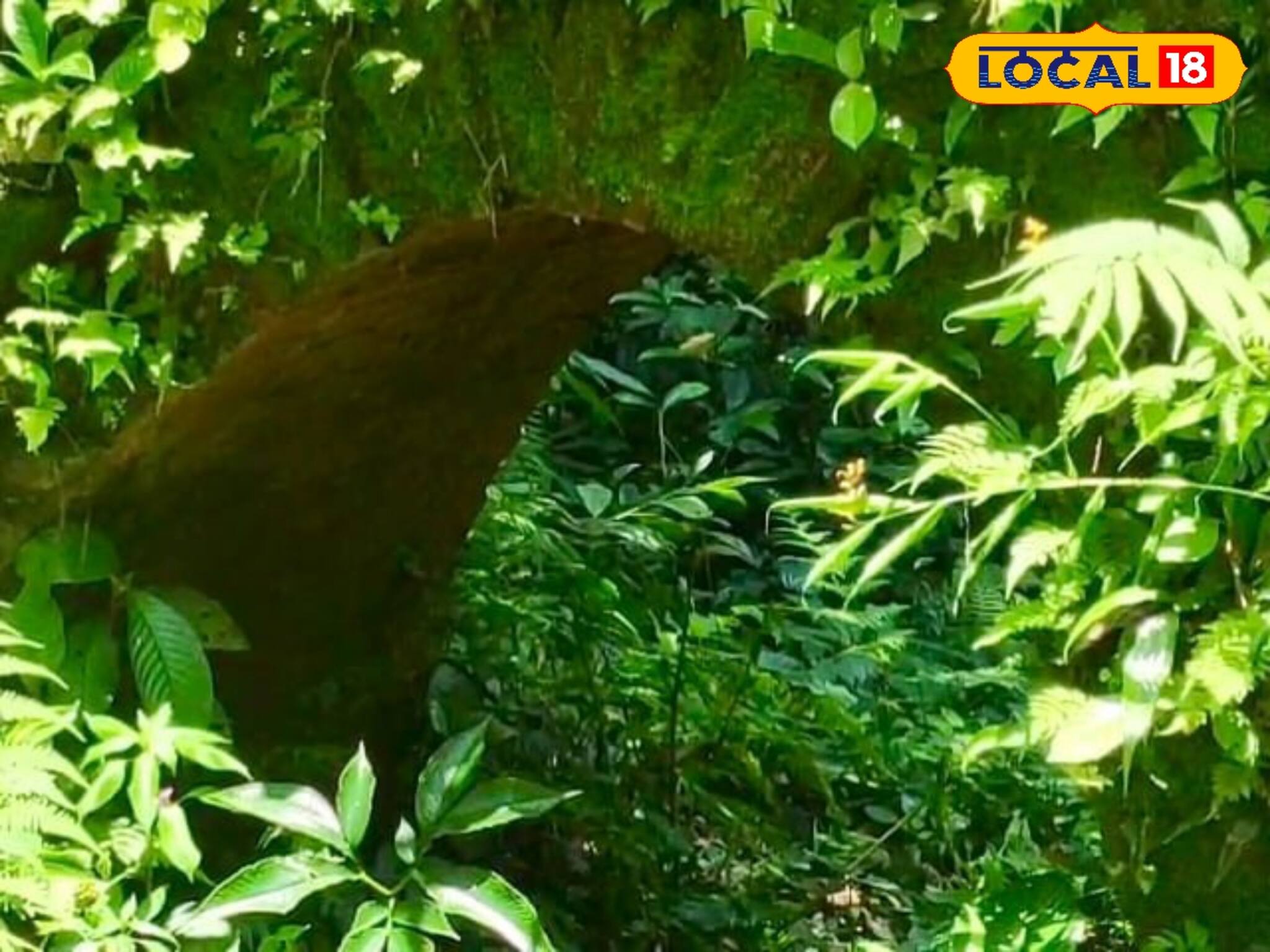 নতুন ট্যুরিস্ট স্পট, কম টাকায় দারুণ, চিলাপাতায় এলে দেখুন নলরাজার গড়, মনে ছুঁয়ে যাবে