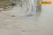 দামোদর নদীতে দেখা দিল সেই প্রাণী! এখন আর দেখাই যায় না, অনেকদিন পর আবার...