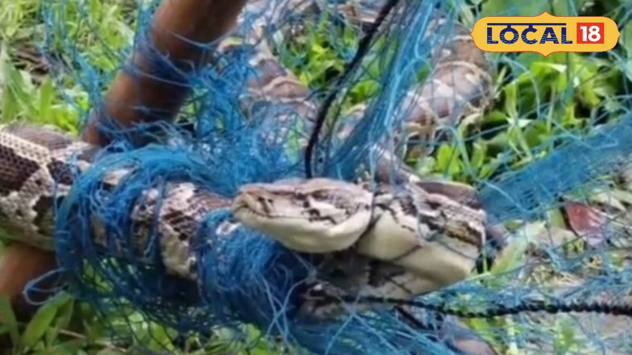 Jalpaiguri News: জালটা নড়ছে, ভেতরে আটকে আছে এত বিশাল ওটা কী? কাছে যেতেই আঁতকে উঠল গ্রামের সবাই, তারপর যা হল...