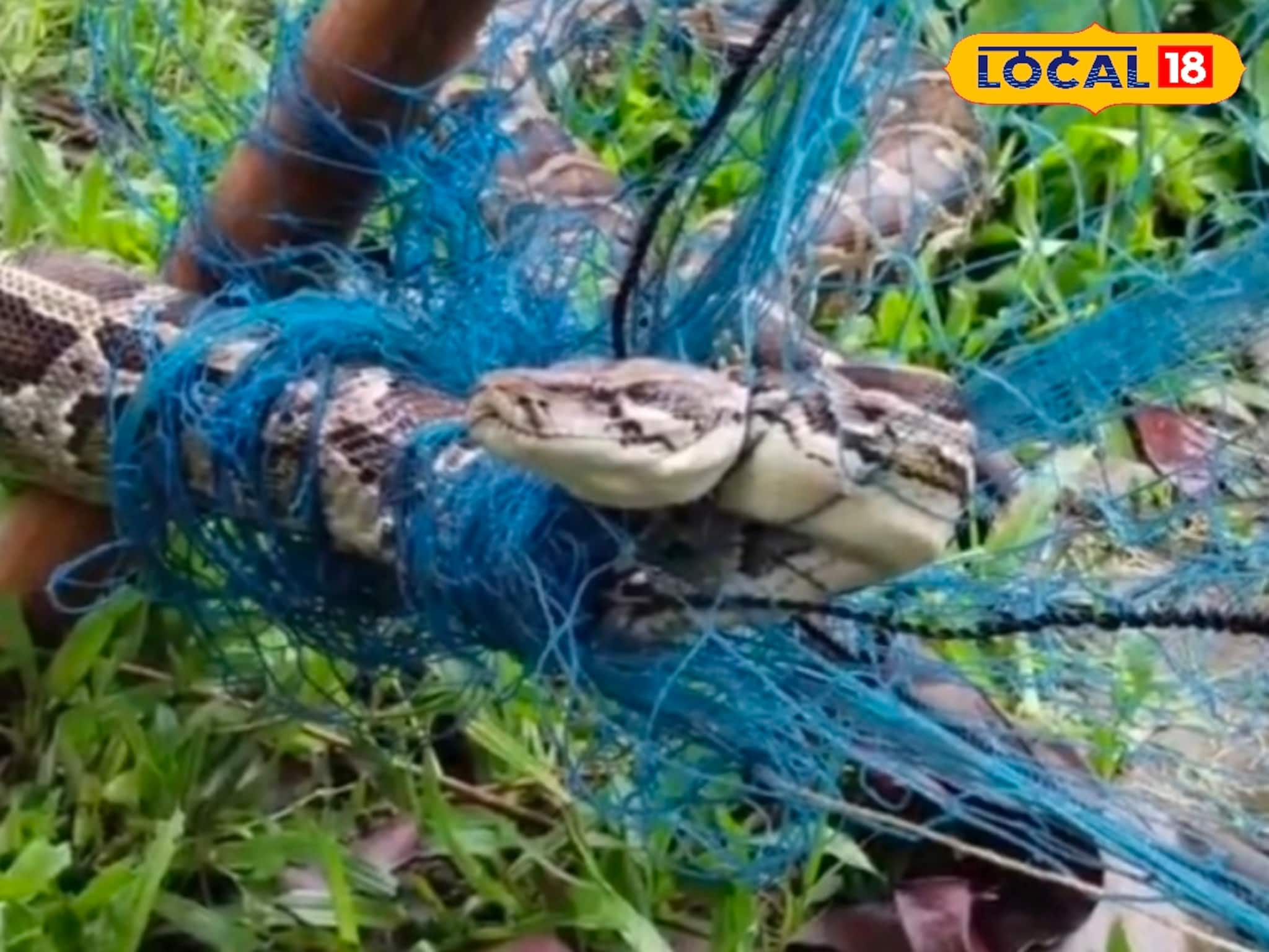 জালটা নড়ছে, ভেতরে আটকে আছে এত বিশাল ওটা কী? কাছে যেতেই আঁতকে উঠল গ্রামের সবাই