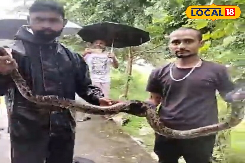 স্থানীয়রা প্রথমে দূর থেকে সাপটিকে দেখতে পান। পরে কাছে গিয়ে নিশ্চিত হন যে এটি একটি পাইথন। খবর দেওয়া হয় এক পশুপ্রেমী সংগঠনকে। সংস্থার সদস্যরা ঘটনাস্থলে এসে ঘণ্টাখানেকের প্রচেষ্টায় অজগরটিকে নিরাপদে নামিয়ে আনেন। উদ্ধার হওয়া সাপটিকে বন দফতরের হাতে তুলে দেওয়া হবে বলে জানানো হয়েছে। ছবি ও তথ্য : ঋত্বিক ভট্টাচার্য