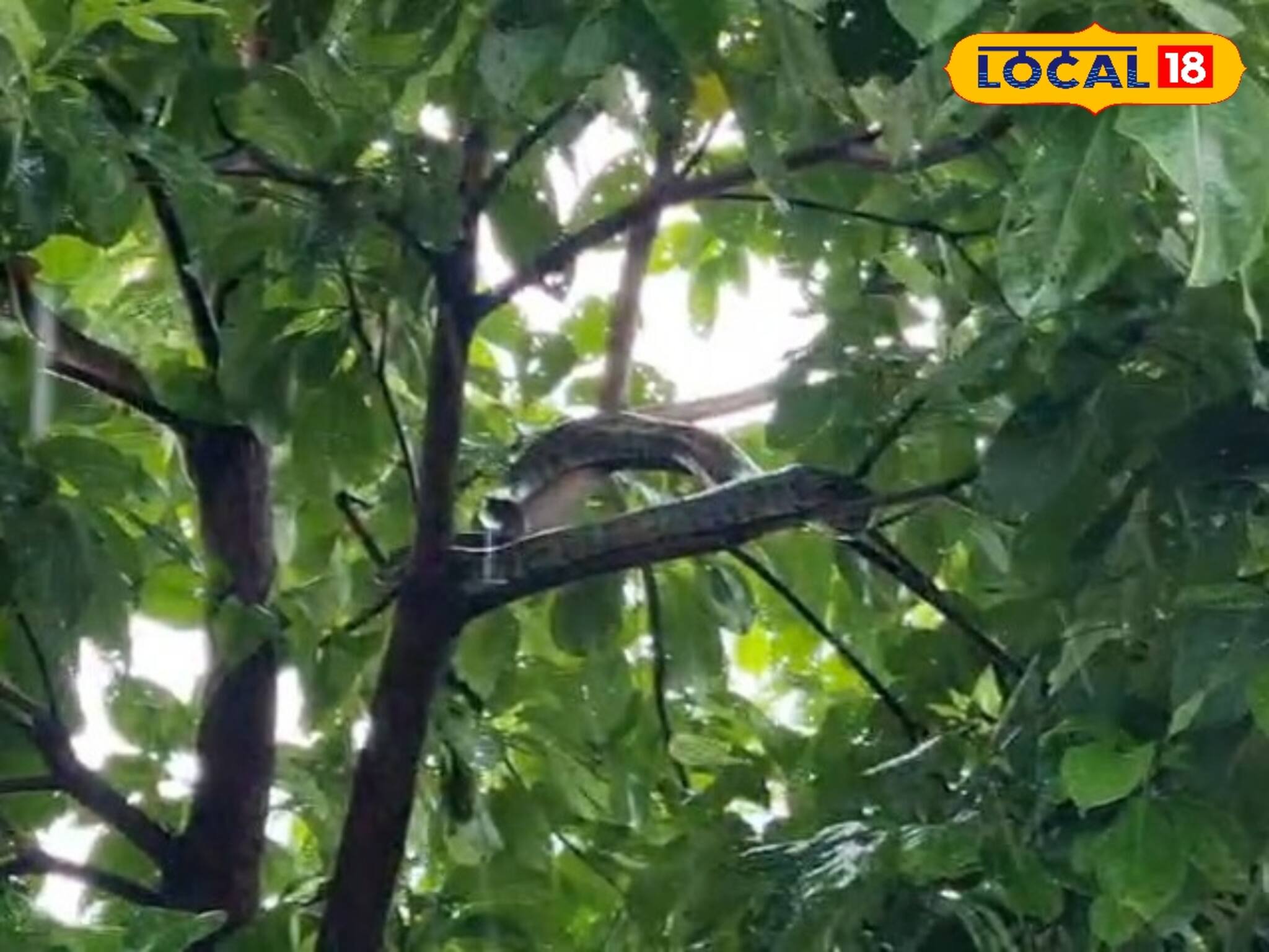 শিলিগুড়িতে গাছের মগডালে ওটা কী! কাছে গিয়ে দেখতেই চোখ কপালে উঠল মানুষের! শুনে চমকে উঠবেন