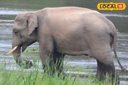 কখনও এশিয়ান হাইওয়ে আবার কখনও চা বাগান,কী করছে হাতির দল,দেখুন