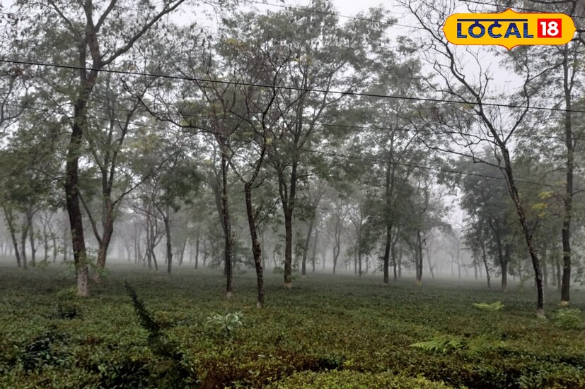 বাকি জেলাগুলিতেও রয়েছে ঝড়বৃষ্টির সম্ভাবনা। শনি এবং রবিবারও ভারী বৃষ্টি চলবে উত্তরের একাধিক জেলায়। ফের সোমবার অতি ভারী বৃষ্টির কমলা সতর্কতা রয়েছে জলপাইগুড়ি, কালিম্পং ও আলিপুরদুয়ারে। ছবি ও তথ&#x200d;্য: অনন&#x200d;্যা দে