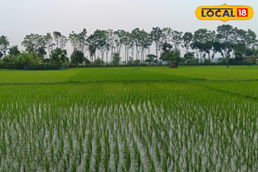 কলকাতার সায়েন্স সিটি থেকে বাসন্তী হাইওয়ে ধরে প্রায় এক ঘণ্টায় পৌঁছে যাওয়া যায় বামনপুকুরে। সেখান থেকে মাত্র এক কিলোমিটার দূরে এই শান্ত এলাকা। পথে চলতে চলতে চোখে পড়বে মাটির ঘর, সরু বাঁশের সাঁকো, আর হাওয়ায় দুলতে থাকা ধানগাছের সমারোহ।