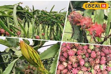 পুরুলিয়ার রুক্ষ মাটিতে আয়ের পথ দেখাচ্ছে 'ড্রাগন' ফলের চাষ !