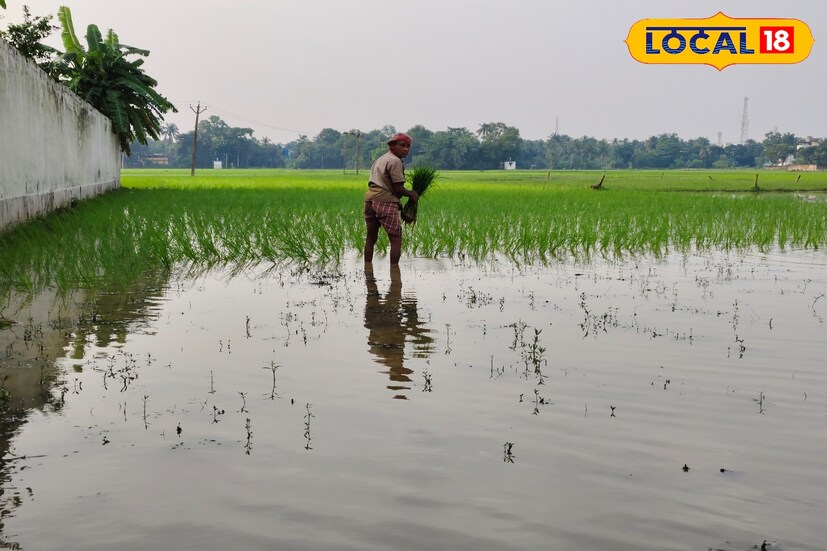 স্থানীয় কৃষক শ্যামল মণ্ডল বলেন, এই সময় আমরা মাঠে দিন রাত কাজ করি। ধান ভালো হলে সারা বছরের রোজগারের একটা বড় অংশ নিশ্চিত হয়ে যায়। (ছবি ও তথ্যঃ মিজানুর রহমান) 