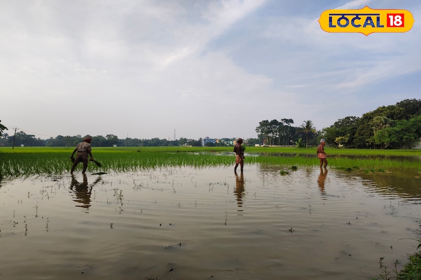 কৃষকরা জানান, বর্ষার জল আমন ধান চাষের জন্য অত্যন্ত গুরুত্বপূর্ণ। ধানের চারা লাগানোর পর নিয়মিত সেচ, আগাছা পরিষ্কার, সার ও কীটনাশক ব্যবহারের মাধ্যমে তাঁরা ফসলের যত্ন নেন। শুধু ধান নয়, বর্ষাকালে অনেকেই শাকসবজি ও অন্যান্য ফসলও চাষ করছেন। (ছবি ও তথ্যঃ মিজানুর রহমান)