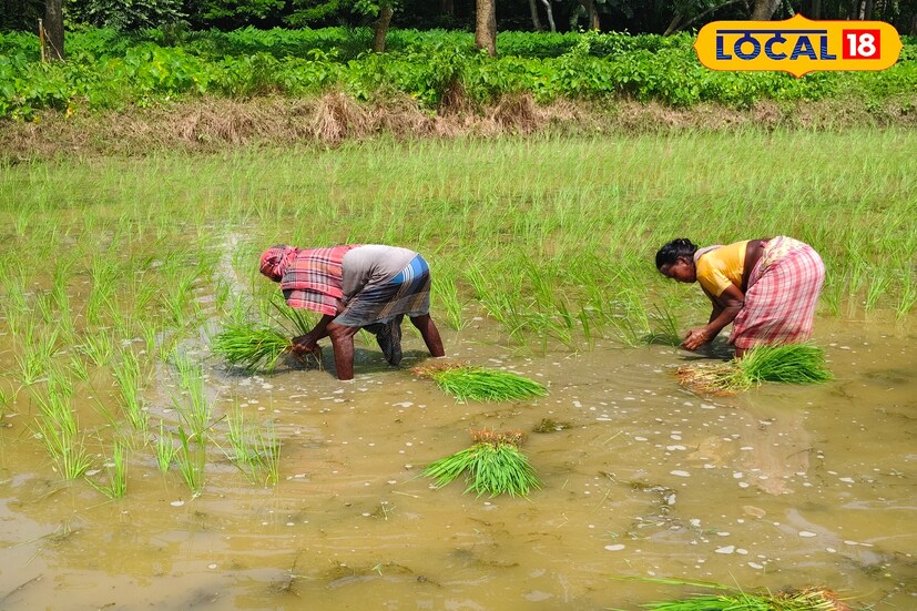 পশ্চিম মেদিনীপুর, মিজানুর রহমানঃ বর্ষা এলেই কৃষকদের মধ্যে দেখা যায় নতুন ব্যস্ততা। দাসপুরের কৃষকরাও এর ব্যতিক্রম নন। বর্তমানে এলাকার প্রায় প্রত্যেকটি মাঠে শুরু হয়েছে আমন ধানের চারা রোপণের কাজ। বর্ষার বৃষ্টিতে জমি প্রাণ ফিরে পেয়েছে। সেখানেই শুরু হয়েছে সোনালি ফসল ফলানোর প্রস্তুতি। 