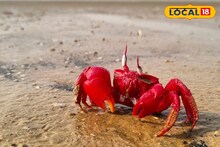 লং উইকেন্ডে লাল কাঁকড়ায় ঢাকা নির্জন সৈকতে ছুটি কাটাতে চান? আদর্শ ঠিকানা বগুড়ান জলপাই