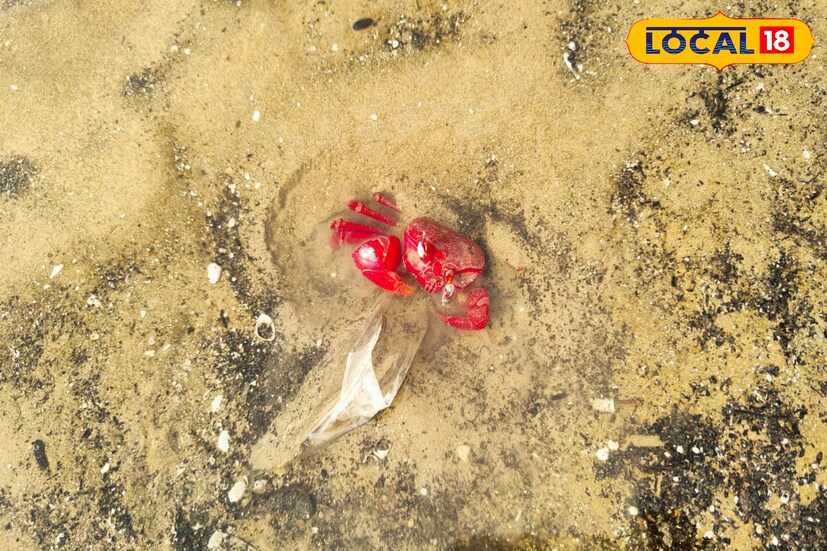 *কাঁথি শহর থেকে প্রায় ১৫ কিমি দূরে বাগুড়ান জলপাই। কাঁথি থেকে জুনপুট সড়ক হয়ে পৌঁছান যায় আধ ঘণ্টায়। এই বিচের দৈর্ঘ্য খুব বিস্তীর্ণ নয়, কিছুটা যেন খাঁড়ির মতো হয়ে সমুদ্র ঢুকে এসেছে ভিতর দিকে। তবে ঝোড়ো শব্দের মাতন লাগা ঘন ঝাউবন। আছে দিগন্ত ছুঁয়ে ঢেউয়ের মাথায় নাচতে নাচতে এগিয়ে চলা মাছ ধরার ট্রলার আর ডিঙির সারি। আর আছে জনমানব শূন্য নির্জনতা। সেই নির্জনতার টানেই পর্যটক এখানে আসেন ছুটি কাটাতে, আর আসেন ছবি শিকারির দল।