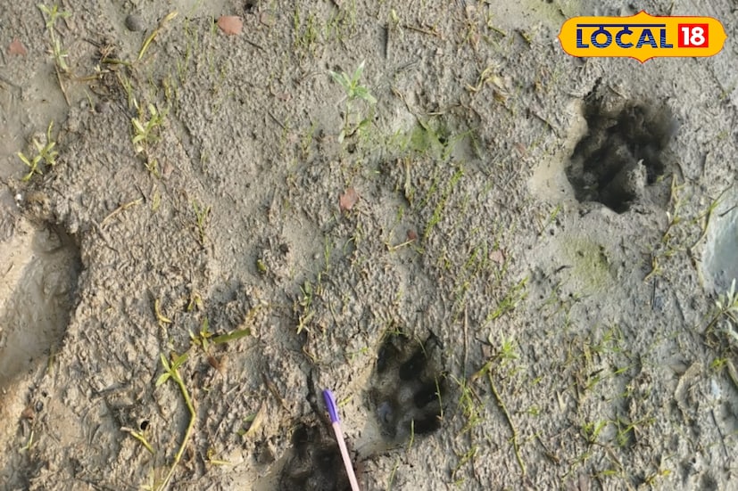দক্ষিণ ২৪ পরগনা বন বিভাগের কাছেও এখন নতুন করে এটি চিন্তার কারণ হয়ে দাঁড়িয়েছে। সে কারণেই লোকবল কম থাকা সত্ত্বেও নজরদারিতে কোনরকম ফাঁক রাখতে নারাজ তারা। যাঁদের একেবারে নদীর ধারে বাড়ি, তারা প্রায়ই বাঘের গর্জন শুনতে পান। নদীর ধার দিয়ে মাছ কাঁকড়া ধরতে গেলে দক্ষিণ রায়ের পায়ের ছাপও দেখা দিয়েছ। (ছবি ও তথ্য: সুমন সাহা)