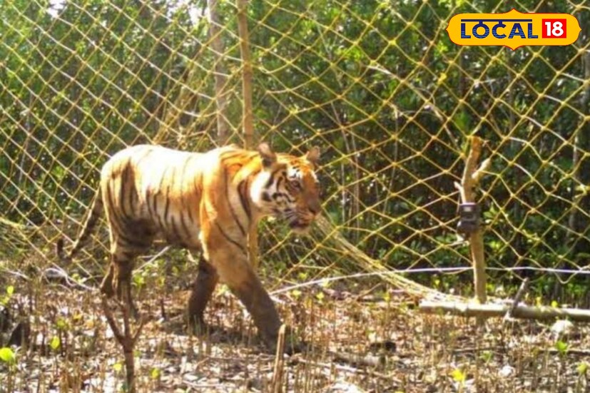 রাতে মাঝে মধ্যে তার গর্জন শোনা যায়, নদীর পাড়ে কাঁদা মাটিতে তার চিহ্ন মেলে। দিন-রাতের লুকোচুরিতে ‘ম্যানগ্রোভ শিল্ড’ই যেন তার রক্ষাকবচ। মাত্র ৬ বছরের পুরুষালি চালে রাতের ঘুম ছুটিয়েছে গ্রামের প্রায় দু’হাজার মানুষের। (ছবি ও তথ্য: সুমন সাহা)