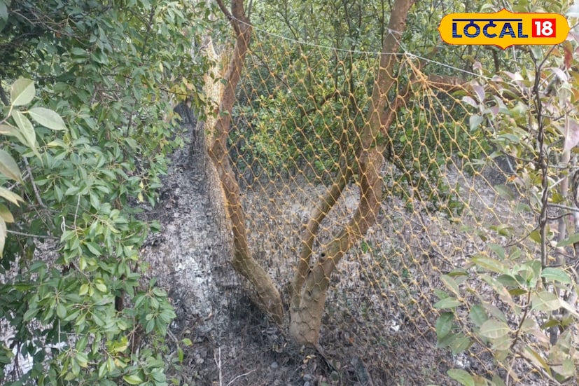 সুন্দরবনের রাজাকে জঙ্গলেই সীমাবদ্ধ রাখতে হেঁড়োভাঙা জঙ্গলের ১১ কিলোমিটার এলাকায় নতুন জাল বসানো হয়েছে। শুধু তাই নয় যে অংশ দিয়ে আগে বাঘটি বেরিয়েছিল, সেই জায়গার আরও দুই কিলোমিটার জুড়ে নাইলন ফেন্সিং দিয়েছেন বনকর্মীরা। (ছবি ও তথ্য: সুমন সাহা)