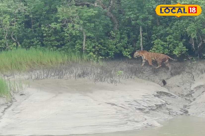 মাস তিনেক আগে, ভরা গ্রীষ্মে আচমকাই ঝড়খালিতে লোকালয়ের কাছে চলে এসেছিল ওই বাঘ। বন বিভাগ থেকে তাকে জঙ্গলে পাঠানোর আগে সে নিজেই চলে গিয়েছিল। কিন্তু তারপর থেকে প্রায়ই গ্রাম লাগোয়া জঙ্গলের কাছে এসে ঘোরাফেরা করতে শুরু করেছিল সে। (ছবি ও তথ্য: সুমন সাহা)