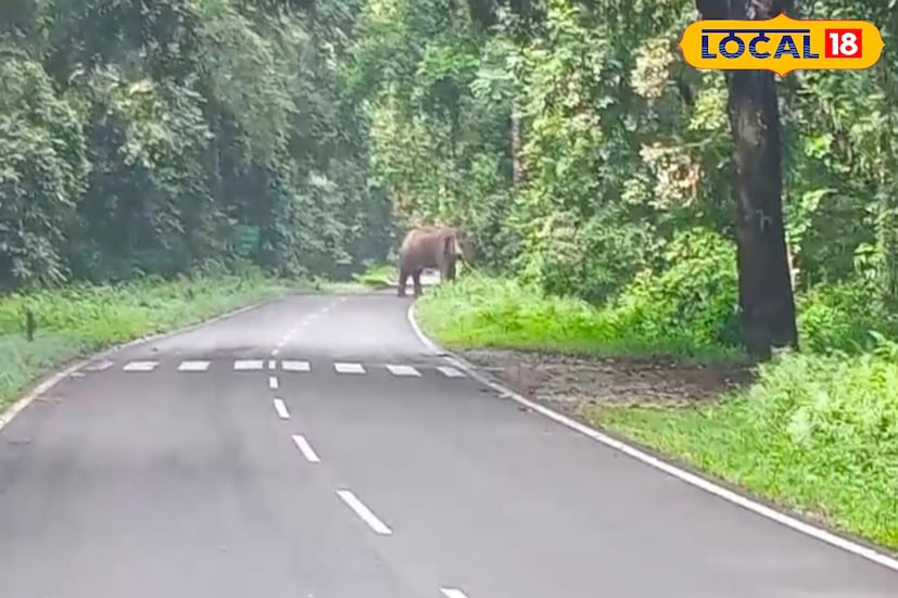উত্তরবঙ্গজুড়ে এখন ঘোর বর্ষার সময়। টানা বৃষ্টিতে তাপমাত্রা অনেকটাই কমেছে। এদিন সকালে হালকা ঠান্ডা ঠান্ডা লেগেছে বাসিন্দাদের। বর্ষায় চারপাশে সবুজের প্রাচুর্য। এরই মাঝে হঠাৎই পথচারী ও গাড়ি চালকরা দেখতে পান, জঙ্গলের দিক থেকে ধীরে ধীরে বেরিয়ে এসে সড়কের ধারে দাঁড়িয়ে গজরাজ। বিশাল দেহ, শান্ত অথচ দৃপ্ত উপস্থিতি—যেন বনের রাজাধিরাজ নিজেই এসে দাঁড়িয়েছেন রাস্তার রক্ষী হয়ে!
