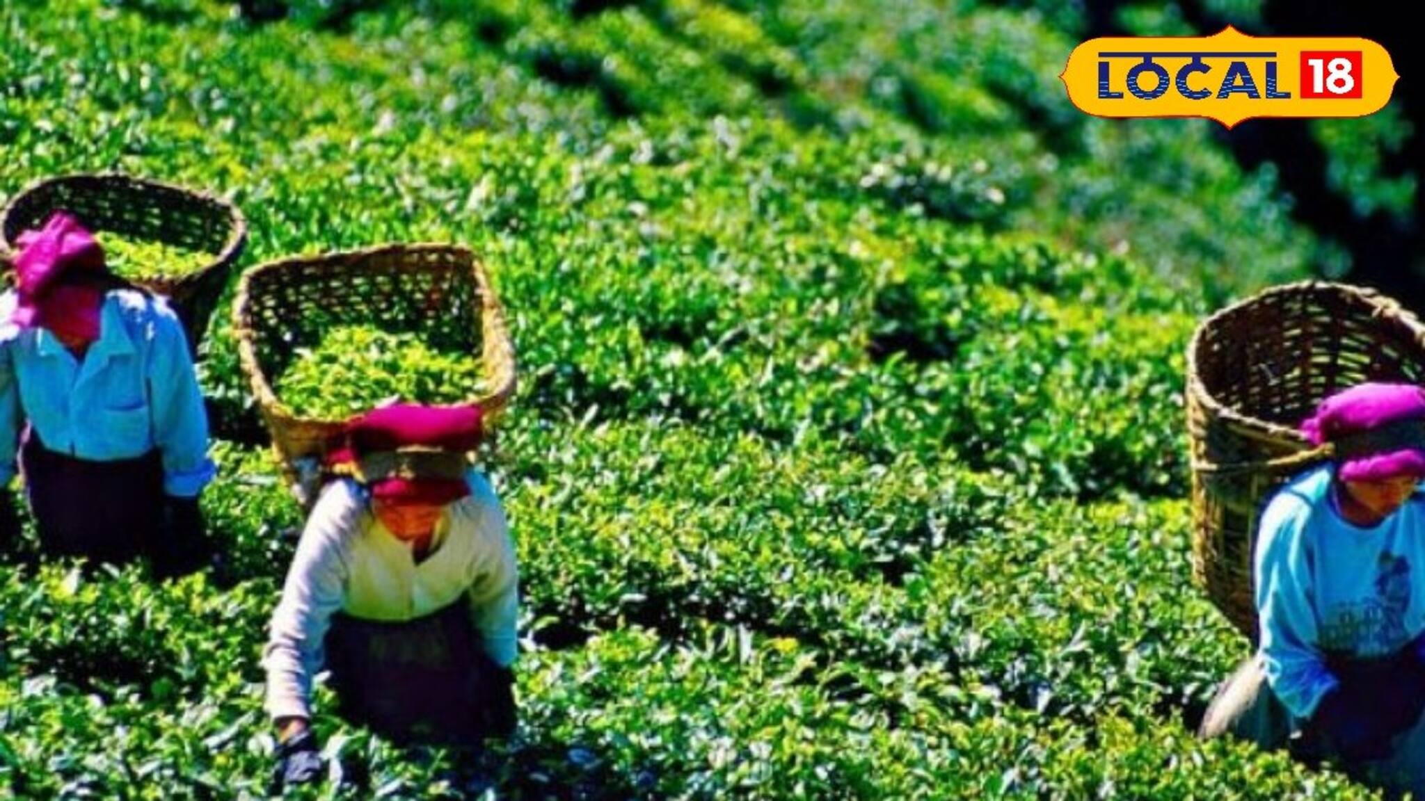 Darjeeling Tea: প্রকৃতির কোন খেলায়...স্বাদ-গন্ধ বদলে যাচ্ছে দার্জিলিঙের চায়ের! ‘অ্যালার্মিং’ কথা বললেন বিশেষজ্ঞেরা