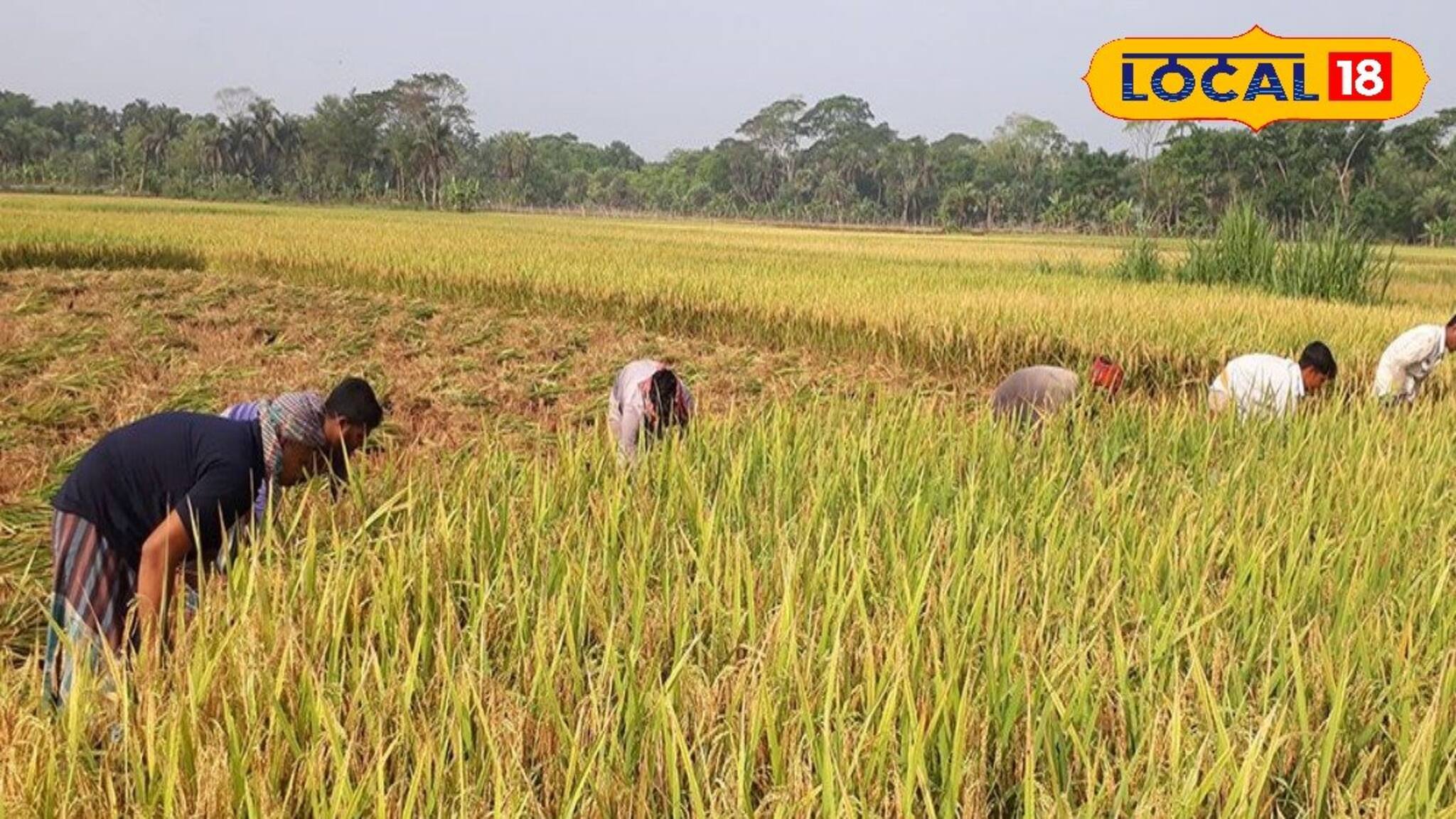 ধানের জমিতে ওটা কী! কাছে গিয়ে দেখতেই চোখ কপালে স্থানীয়দের! 