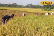ধানের জমিতে ওটা কী! কাছে গিয়ে দেখতেই চোখ কপালে স্থানীয়দের! 